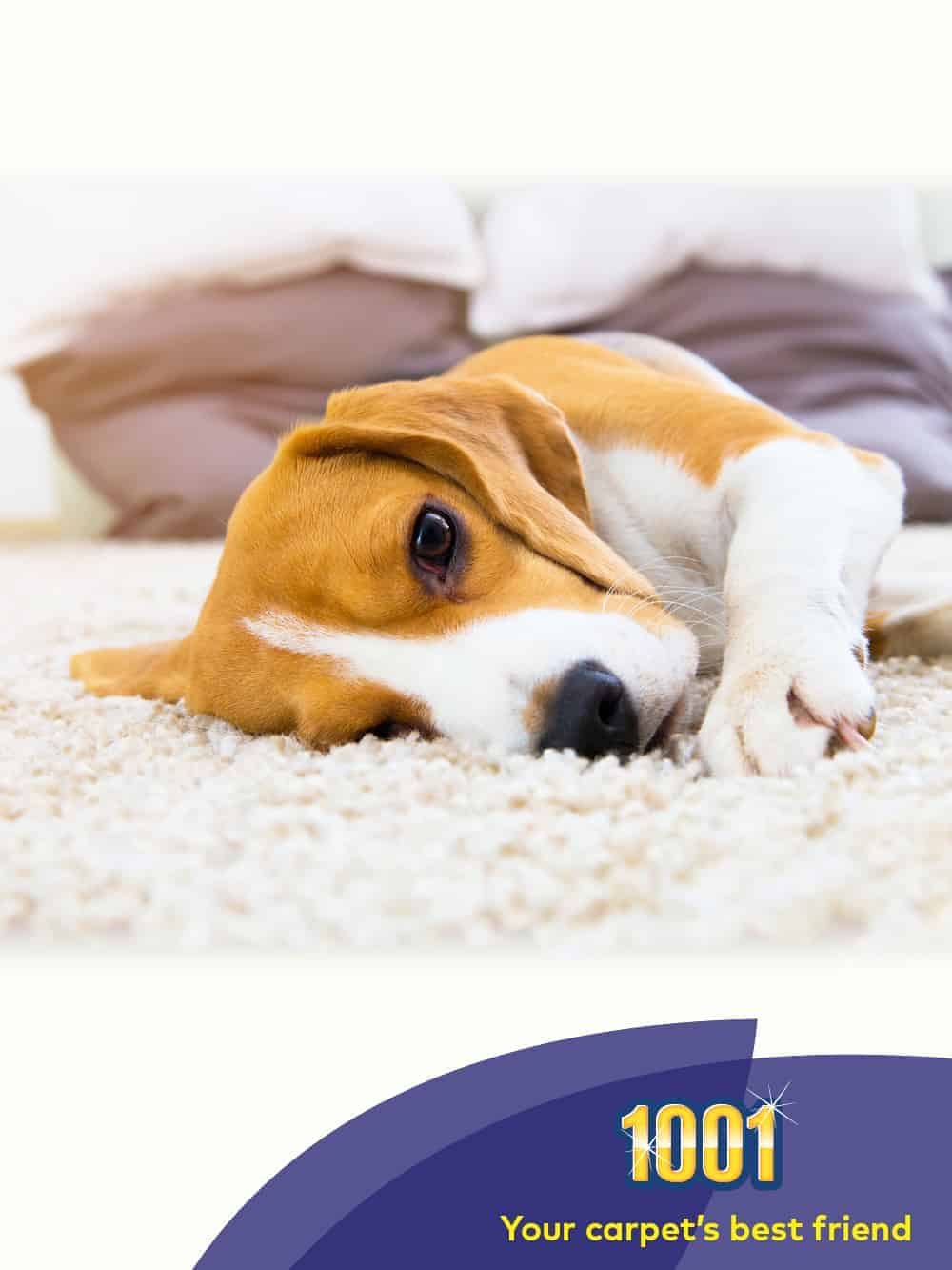 Best pet safe carpet cleaner